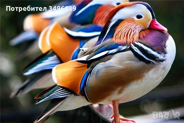 Продавам патици Мандаринки и Каролинки, снимка 1