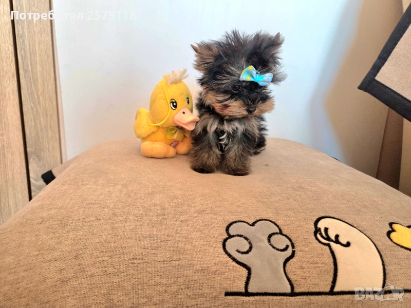 мини йорки, снимка 1