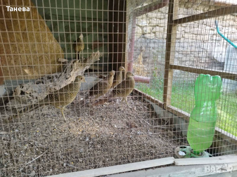 Фазани , снимка 1