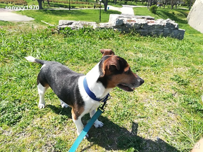 ДЖАК РЪСЕЛ-КУПУВАМ 1205231521, снимка 1