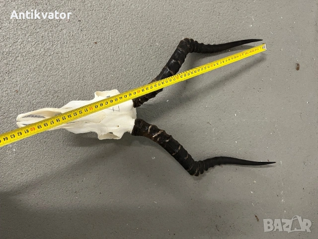 Трофей от африканска импала, снимка 8 - Декорация за дома - 54345812