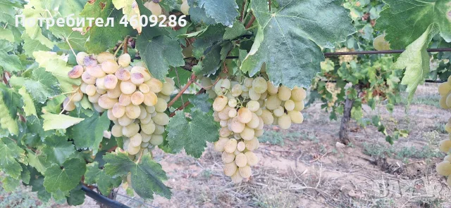 Продавам десертно грозде за ракия , снимка 10 - Домашни напитки - 56196232