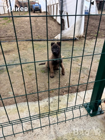 Две женски  белгийски овчарки , снимка 6 - Белгийска овчарка - 53055934