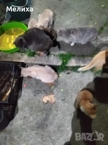 котенца, снимка 2 - Други - 52474875
