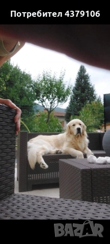 Голдън ретривър момче, снимка 9 - Голдън ретривър - 53087150