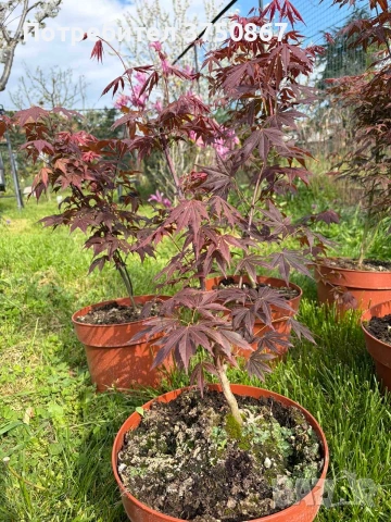 🌿💞🌱 Японски клен ‘Atropurpureum’ (Acer palmatum Atropurpureum), снимка 4 - Градински цветя и растения - 54261832