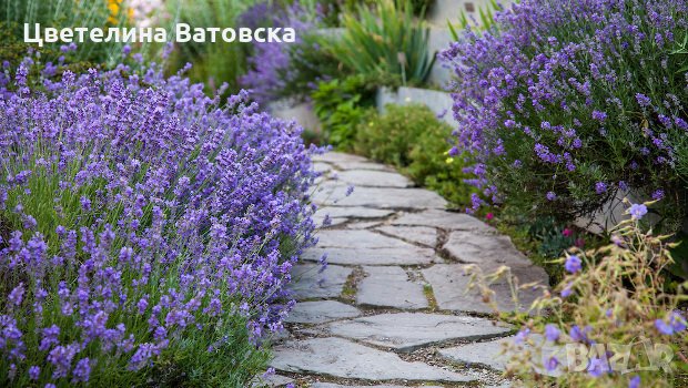 НАПРАВЕТЕ СИ ПРЕКРАСНА ГРАДИНА от лавандула  и хизоп, снимка 3 - Разсади - 31035085