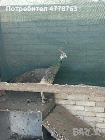 Продавам женски индийски паун на 4 години 