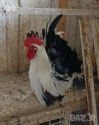 Младо Шабо, снимка 2 - други­ - 52883280