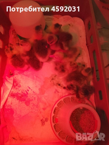 Гъсета, снимка 2 - Патици и гъски - 54228921