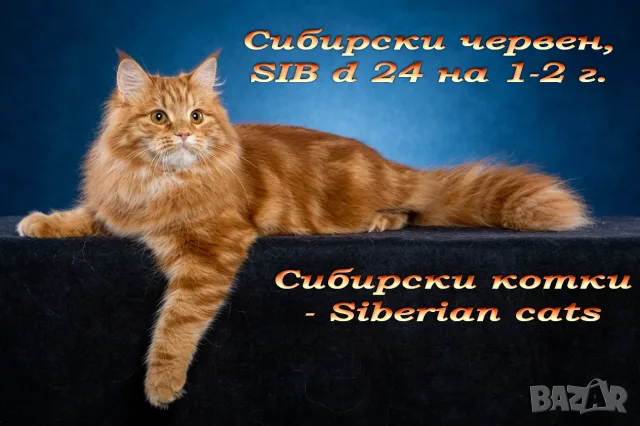 Сибирчета, сибирска котка, сибирски котенца, сибирско коте, хипоалергенни, червено момче, снимка 13 - Сибирски - 56200577