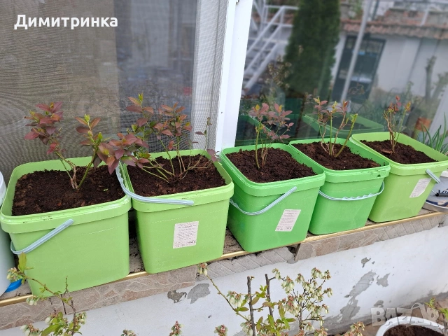 Амер.боровинка БЛУКРОП 3+, снимка 9 - Други - 54180363