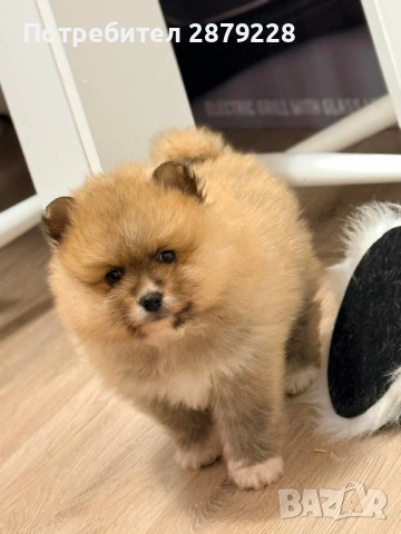 Шпиц, снимка 2 - Померан - 54157874