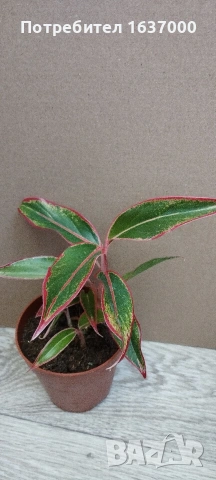 Аглаонема Siam Aurora 