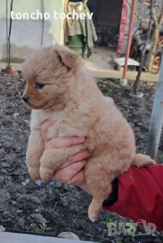 Две сладурани си търсим дом!!!