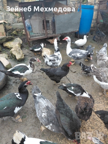 Неми патици, снимка 5 - Патици и гъски - 52582988