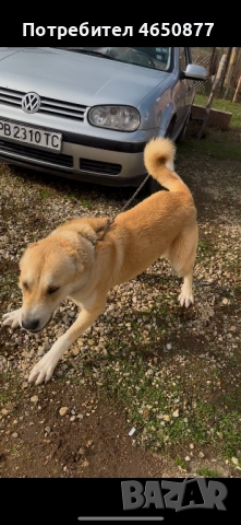 Свободна женска на 11 месеца, снимка 5 - Алабай - 52412908