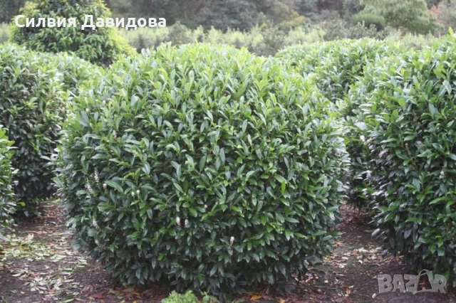 Лавровишня , снимка 10 - Градински цветя и растения - 51752197