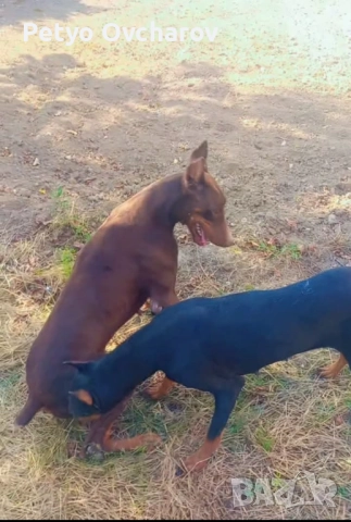 Чистокръвни цветни добермани, снимка 1