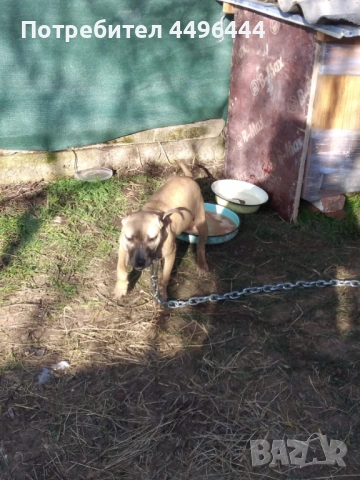 Свободно родословно питбулчвще, снимка 2 - Питбул - 53084414