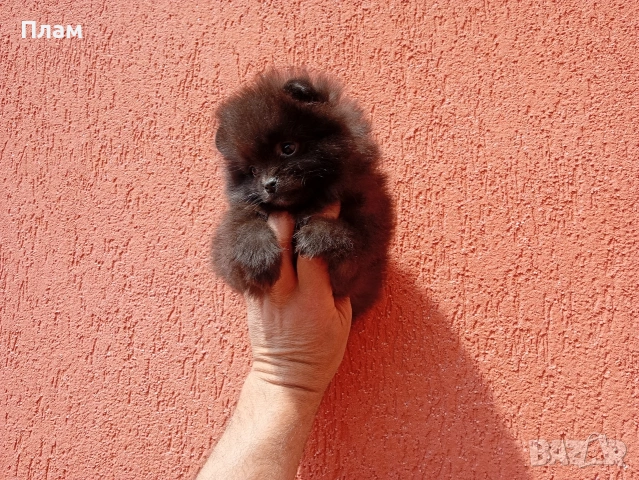 Женски Померани.Реални снимки от 29.04.2026 г.