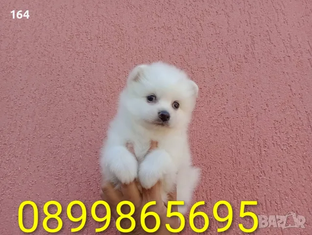 Чисто бели Померанчета. Реални снимки !!!, снимка 9 - Померан - 56078455