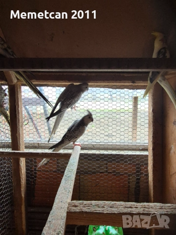 Корели, снимка 2 - Папагали - 54281555