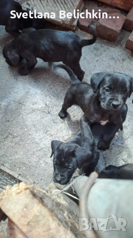 Продавам Кане Корсо, снимка 13 - Кане корсо - 54278276