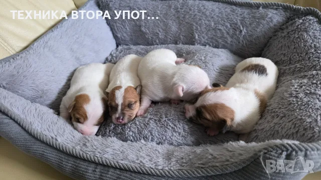 джак ръсел териер, снимка 8 - Джак ръсел териер - 56245930