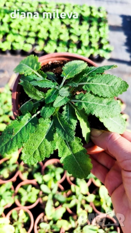 Салвия „Blue Marvel“, Градински чай, многогодишна, снимка 10 - Градински цветя и растения - 52434096