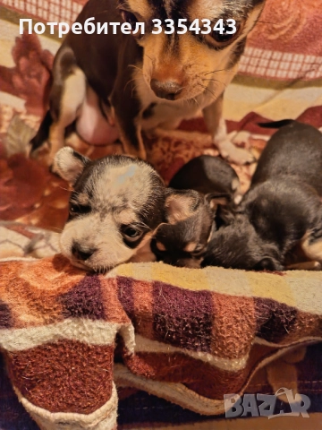 Чихо пинчери родени са 23.11.25, снимка 10 - Чихуахуа - 52791732