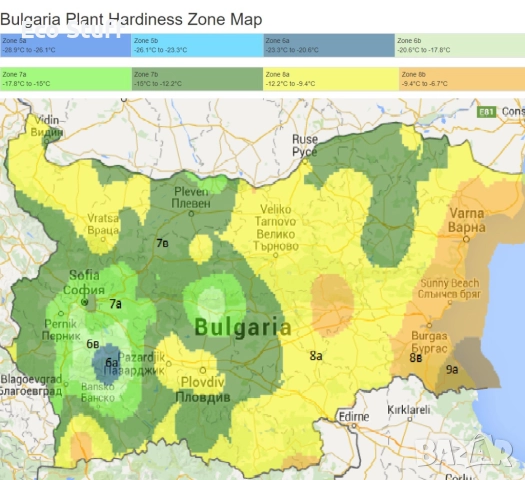 Фиданки от редки и екзотични дървесни видове. Араукария, Давидия, Пекан, Валонски дъб..., снимка 15 - Градински цветя и растения - 39972748