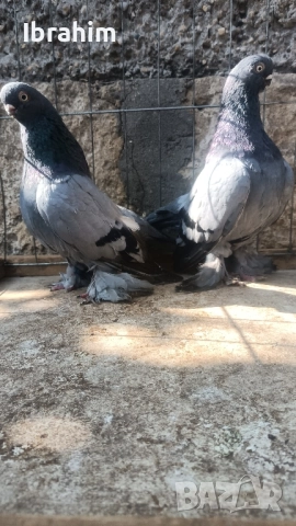 Берлински Късоклун , снимка 4 - Амадини - 47839363