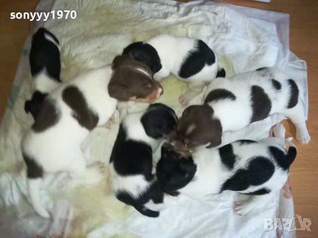 ДЖАК РЪСЕЛ-250ЛВ ЗА БРОЙ 0409252000, снимка 6 - Джак ръсел териер - 51608760