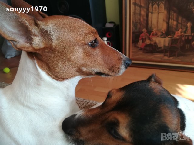 джакове в игра 1202211629, снимка 12 - Джак ръсел териер - 31788922