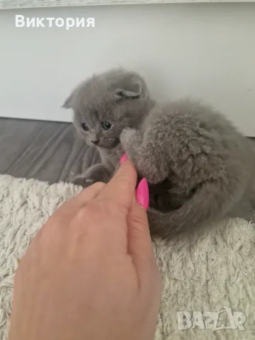 Клепоухи шотландки, снимка 6 - Британска късокосместа - 56071362