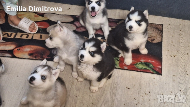 продавам хъскита кучете, снимка 4 - Хъски - 53236382