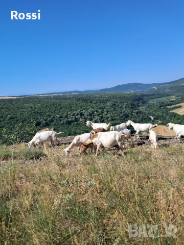 ЗРЯЛО КОЗЕ СИРЕНЕ;птиче месо/ домашно, снимка 8 - Домашни продукти - 46237896