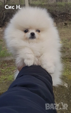 Померани, снимка 3 - Померан - 53123968