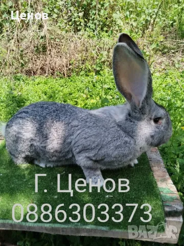 Чинчилови великани , снимка 4 - Други - 50113720