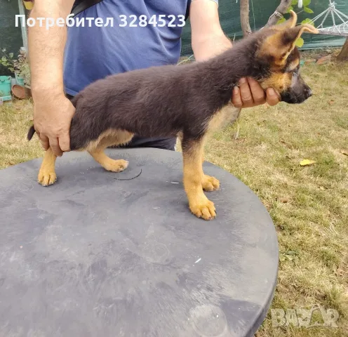 Немска овчарка 3бр.женски, снимка 5 - Немска овчарка - 56139377