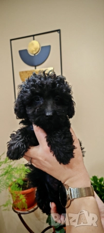 Пудел - мини, снимка 17 - Пудели - 52250133