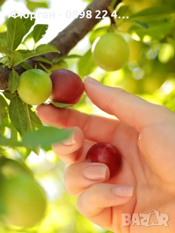   Чери Косе - Cherry Kosse – Уникален триплоиден сорт, снимка 2 - Разсади - 52190549