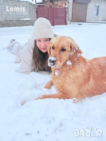 Голден Ретривар тарсим Дама , снимка 3 - Голдън ретривър - 53149860