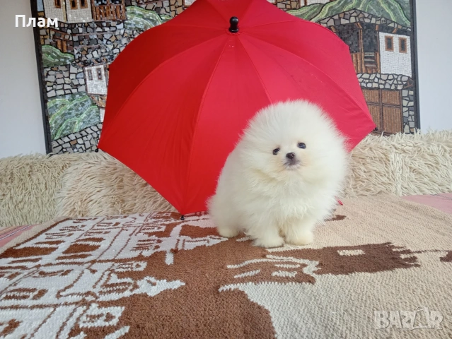 Бели мини Померани. Реални снимки от 04.04.26 г. , снимка 2 - Померан - 54055195