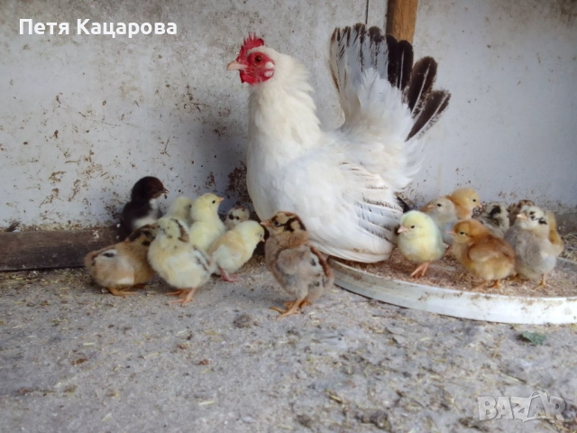 Декоративни кокошки, снимка 2 - други­ - 52751720