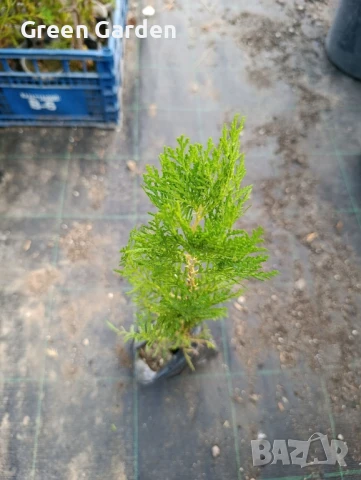 Източна туя в контейнер , снимка 4 - Градински цветя и растения - 46394165