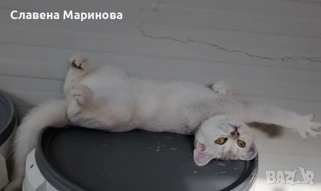 Шотландска сребърна чинчила, снимка 6 - Чинчили - 55784658