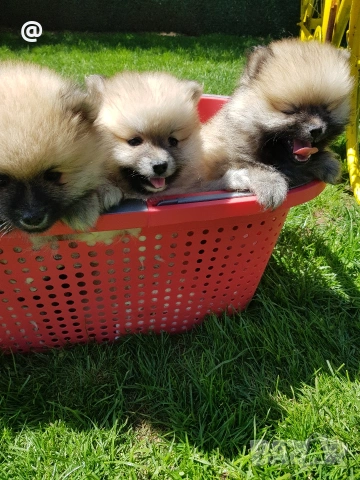 Померан померанчета Гр. София , снимка 5 - Померан - 54318919