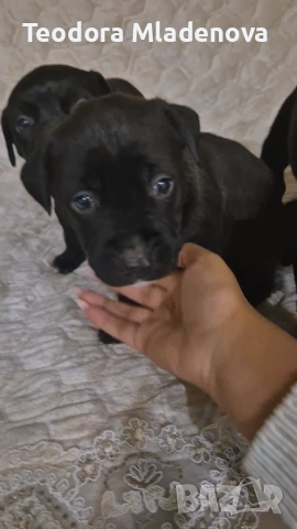 Продавам питбулчета , снимка 7 - Други животни - 53249389